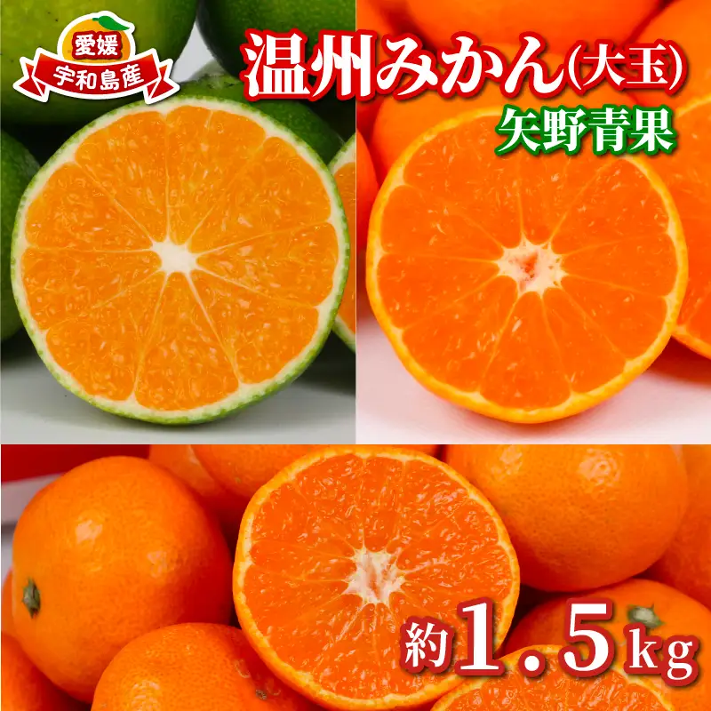 大玉 温州みかん 約 1.5kg 矢野青果 温州みかん B005-171046