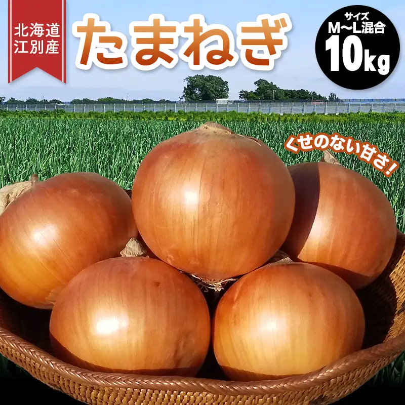 先行受付 10月以降発送　北海道江別産 高田農場 たまねぎ 大容量10kg サイズM～L混合　あまくて日持ちのする玉葱 EB8-0783