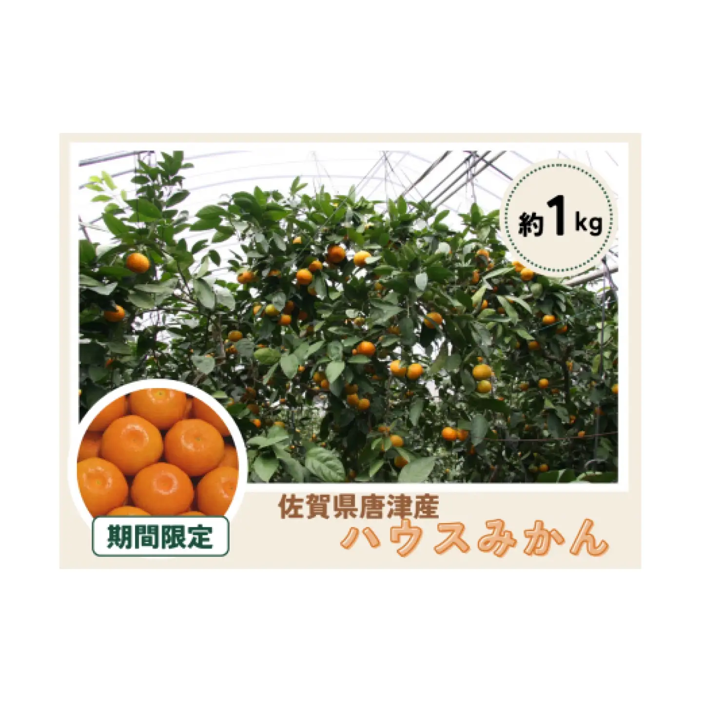 唐津産 ハウスミカン 1kg / 蜜柑 みかん 柑橘 果物 / 佐賀県 / さが
