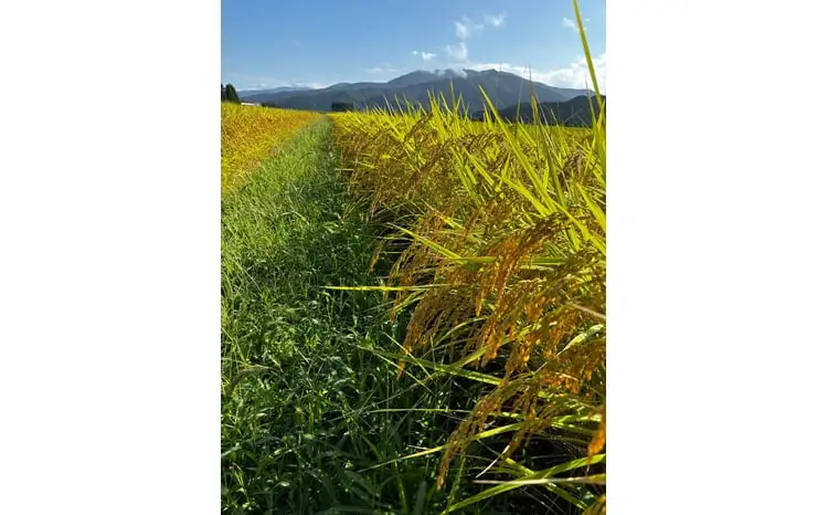 令和7年産 旧村松町産 新之助 5kg | しんのすけ 新潟県産 お米 おこめ こめ新潟県 五泉市 株式会社熊倉商店