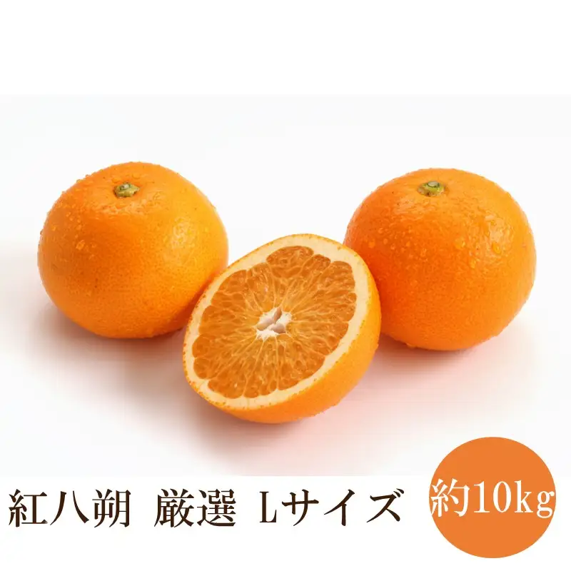 紅八朔厳選(Lサイズ）約10kg【1349】