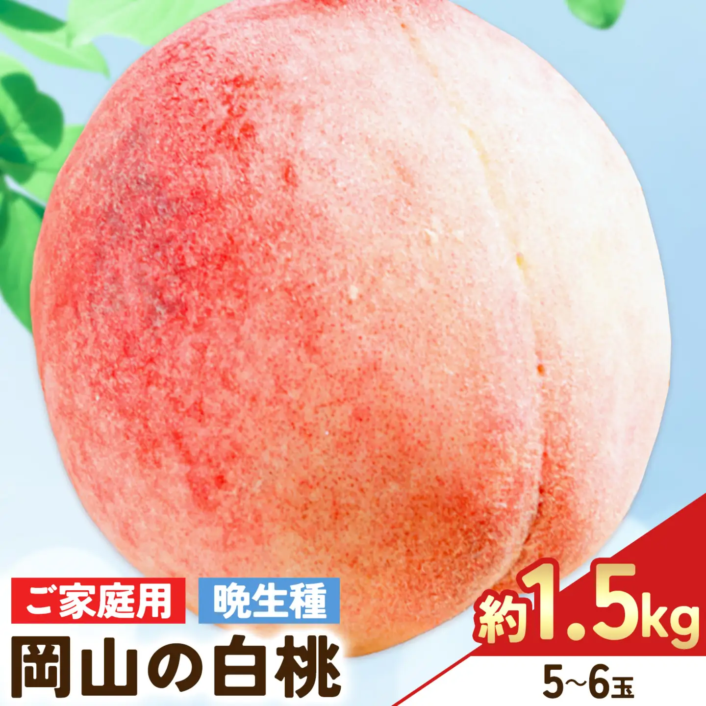 【2027年発送先行予約】ご家庭用 岡山の白桃(晩生種) 約1.5kg 5～6玉【配送不可地域：離島】