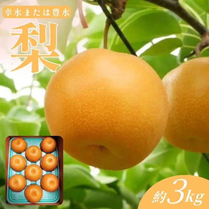 No.3378福島市産梨「品種お任せ」（幸水または豊水） 約3kg granyuu-farm
