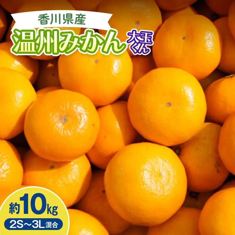 2026年秋よりお届け 温州みかん大玉くん 約10kg 果物類 柑橘類 フルーツ  柑橘 みかん ミカン 蜜柑 デザート 果物 くだもの 果実 食品 FAH-0176