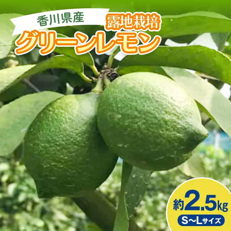 2026年秋よりお届け グリーンレモン（露地栽培）約2.5kg 果物類 柑橘類 檸檬  柑橘 レモン デザート フルーツ 果物 くだもの 果実 食品 FAH-0177