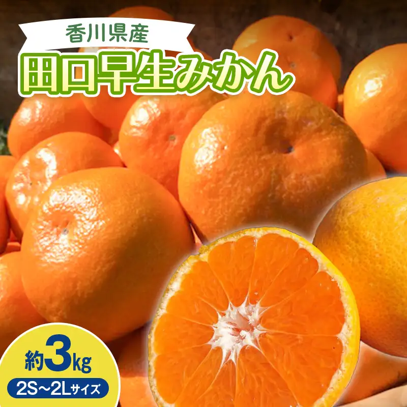 2026年秋よりお届け 農園直送 田口早生みかん　約3kg 果物類 柑橘類 フルーツ  柑橘 みかん ミカン 蜜柑 デザート 果物 くだもの 果実 食品 FAH-0183