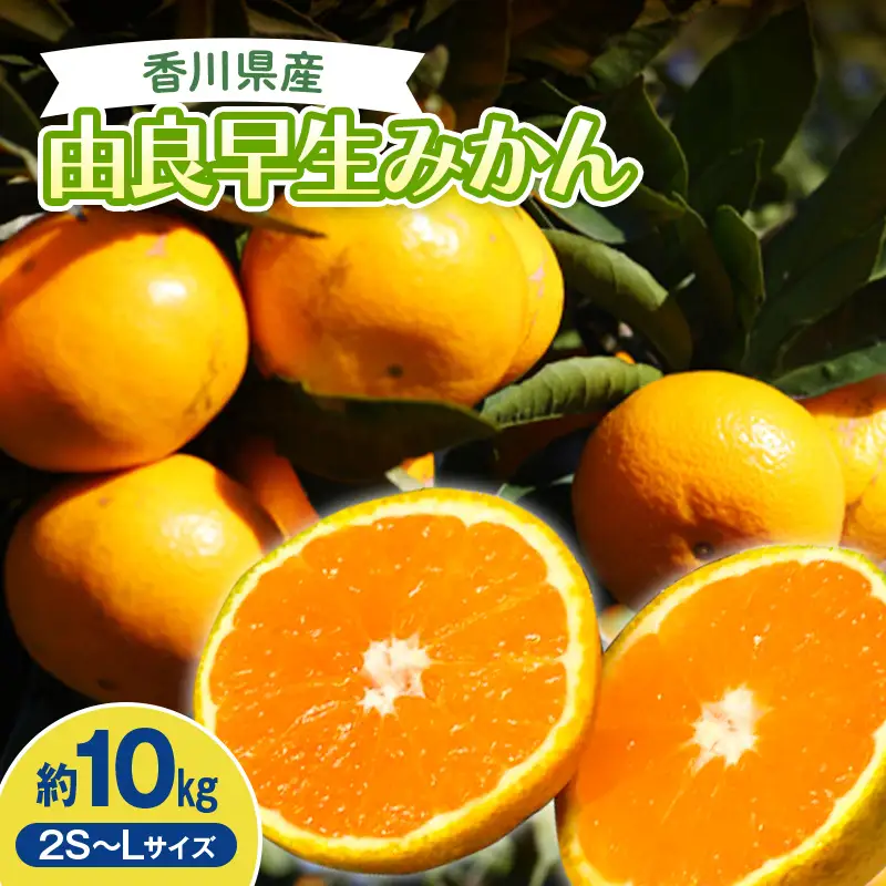 2026年秋よりお届け　高糖度温州みかん（由良早生）約10kg 果物類 柑橘類 フルーツ  柑橘 みかん ミカン 蜜柑 デザート 果物 くだもの 果実 食品 FAH-0186