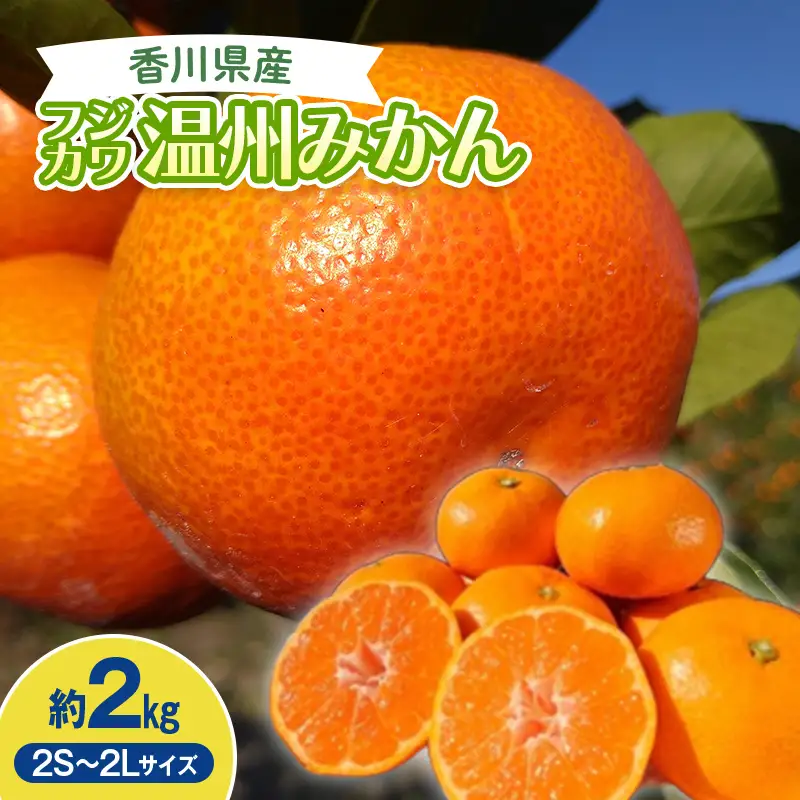 2026年秋よりお届け フジカワ温州みかん 約2kg 果物類 柑橘類 フルーツ  柑橘 みかん ミカン 蜜柑 デザート 果物 くだもの 果実 食品 FAH-0188