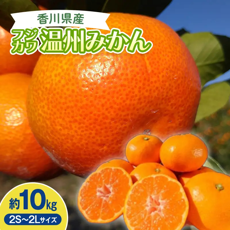 2026年秋よりお届け フジカワ温州みかん 約10kg 果物類 柑橘類 フルーツ  柑橘 みかん ミカン 蜜柑 デザート 果物 くだもの 果実 食品 FAH-0189