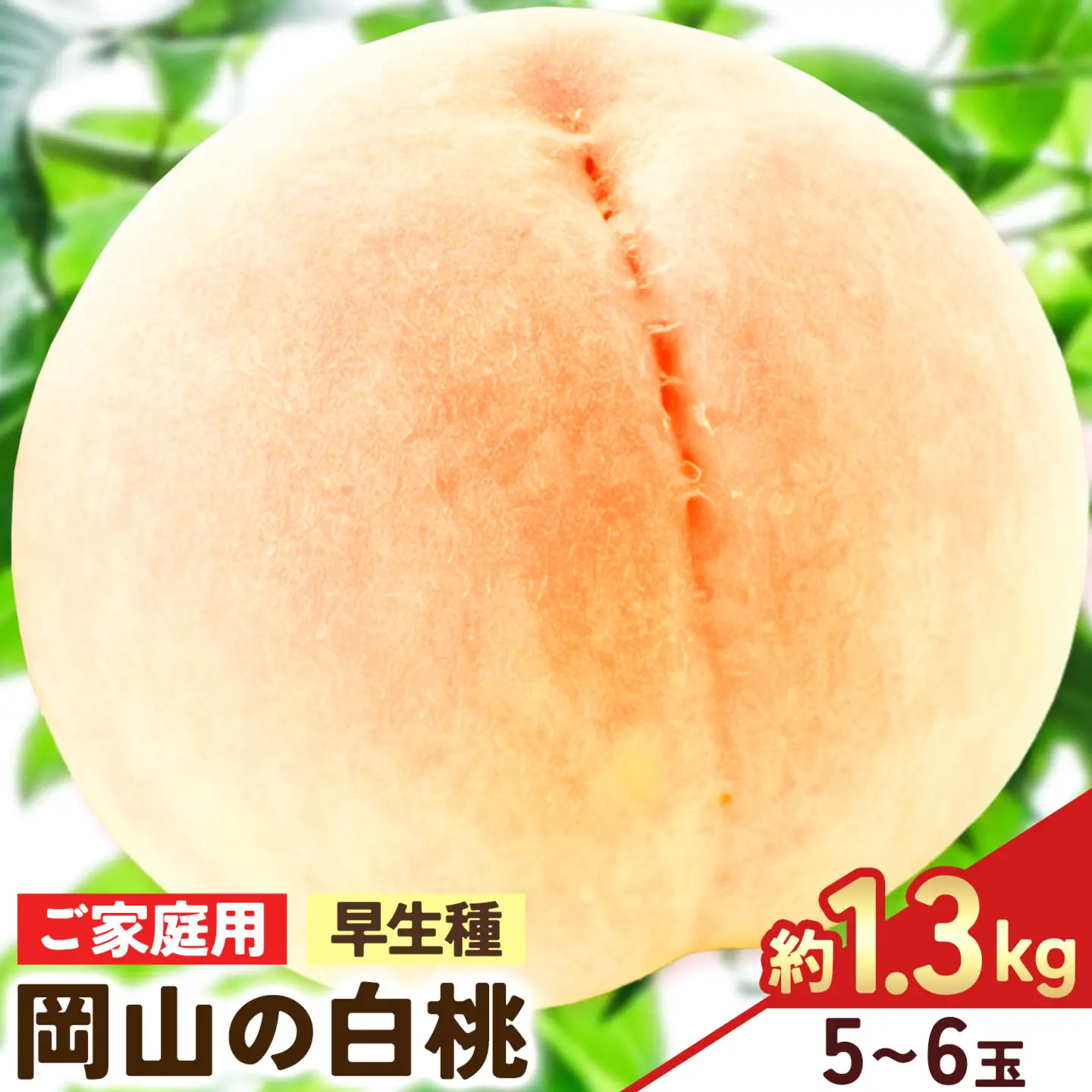 【2027年発送先行予約】ご家庭用 岡山の白桃(早生種) 約1.3kg 5～6玉【配送不可地域：離島】