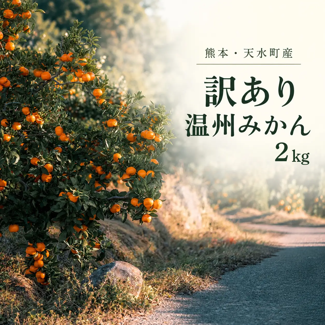 訳あり 温州みかん箱込み2キロ