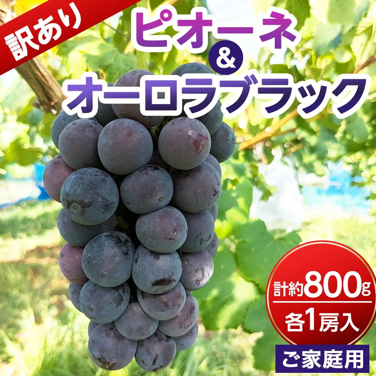 【ご家庭用・訳あり品】オーロラブラック・ピオーネ　約800g（2房入）