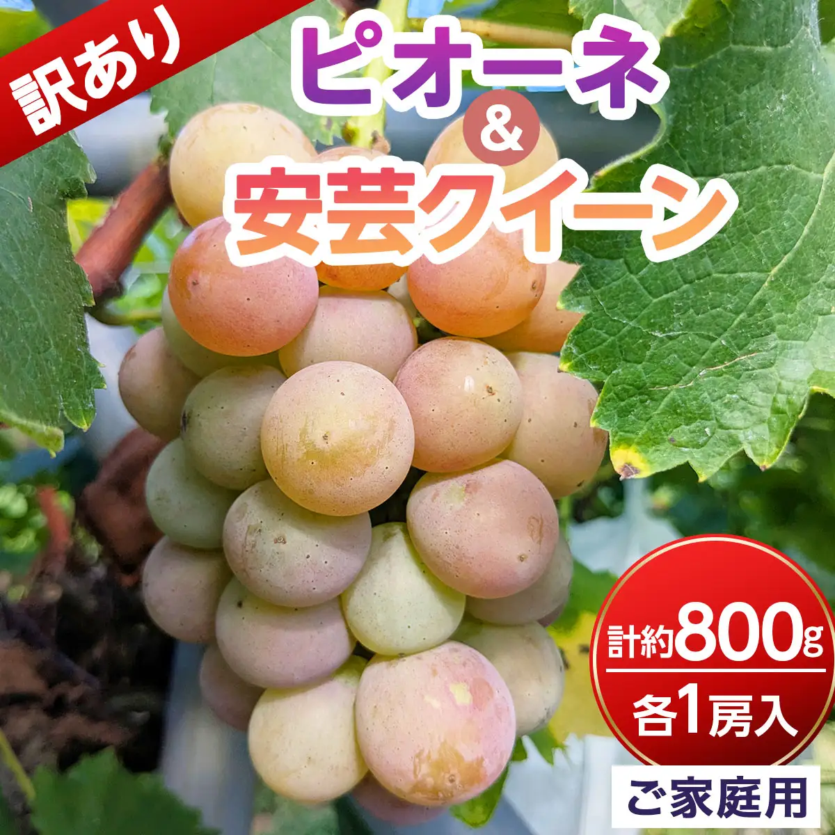 【ご家庭用・訳あり品】安芸クイーン・ピオーネ　約800g（2房入）