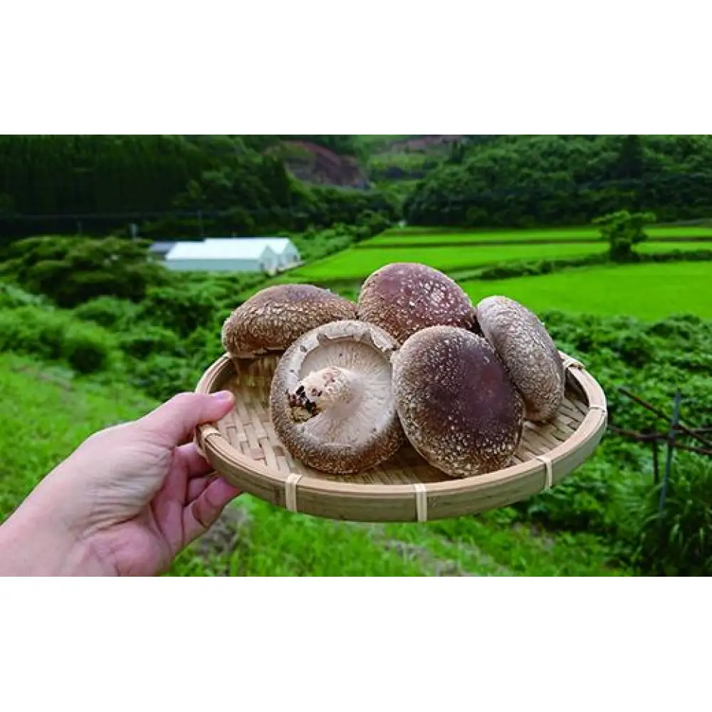 のとっこ椎茸（菌床）　20枚入