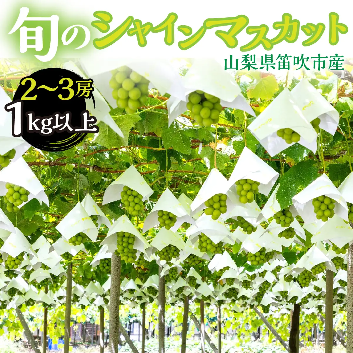 【2026年発送★先行予約】 山梨県笛吹市産　シャインマスカット2房～3房　1kg以上  263-004