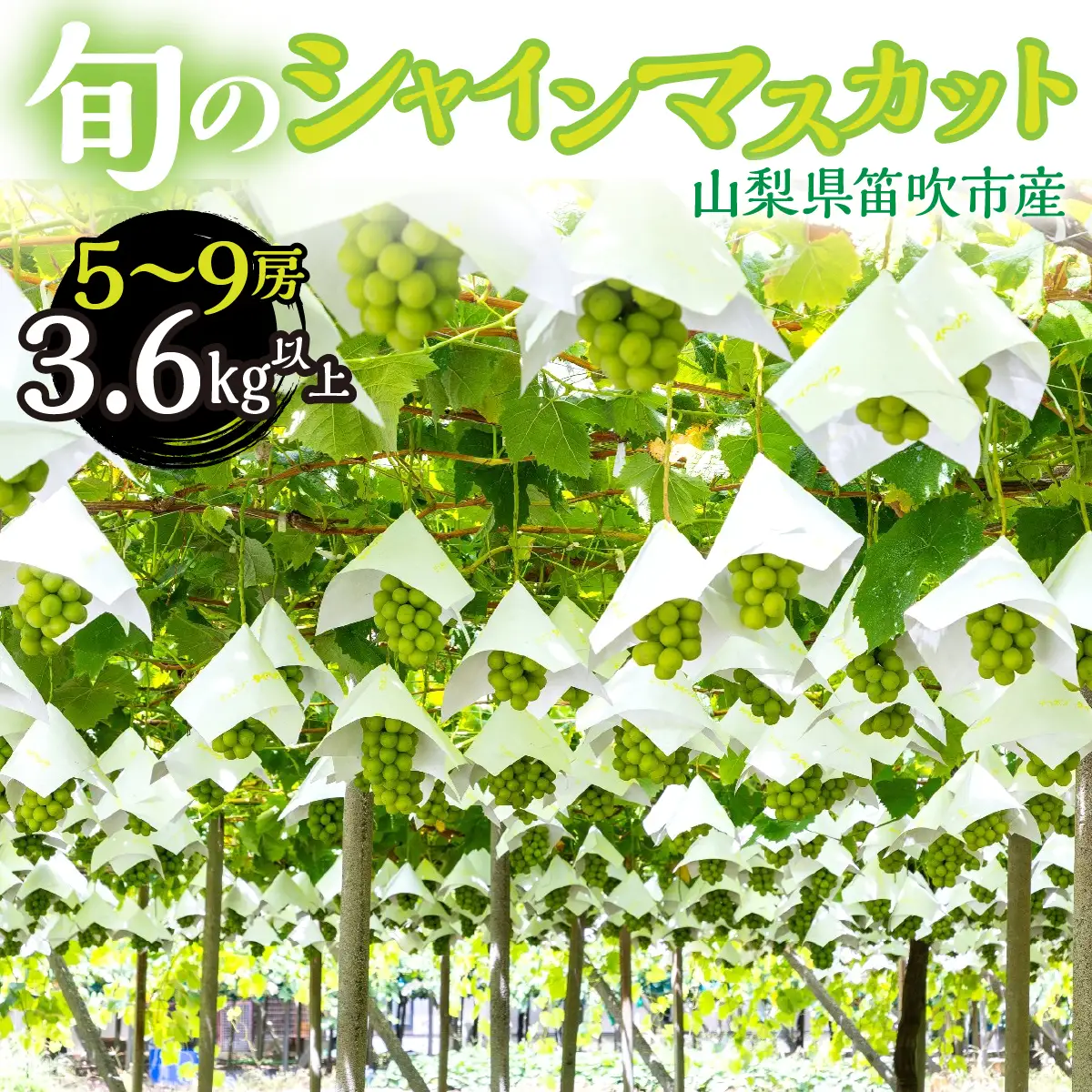 【2026年発送★先行予約】 山梨県笛吹市産　シャインマスカット5房～9房　3.6kg以上 263-005