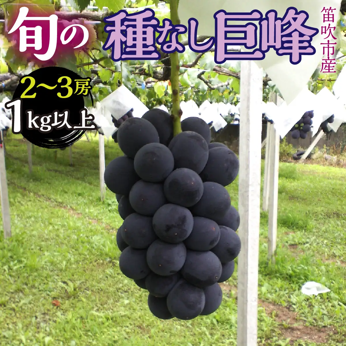 【2026年発送★先行予約】 山梨県笛吹市産　種なし巨峰2房～3房　１kg以上 263-006