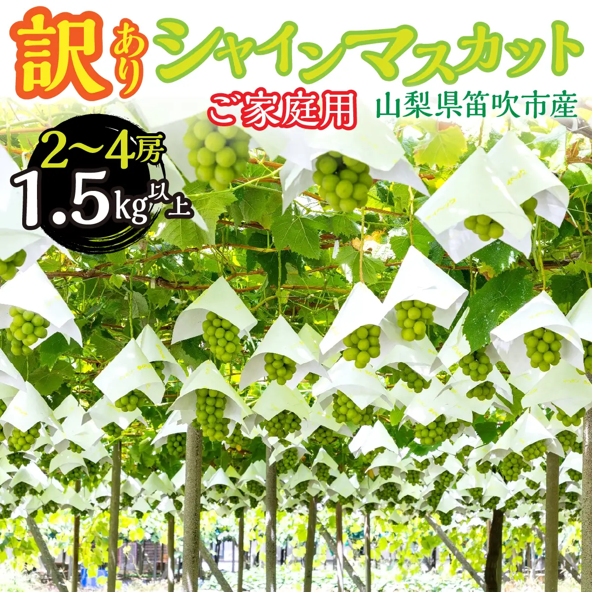 【2026年発送★先行予約】 山梨県笛吹市産　わけありシャインマスカット2房～4房　1.5kg以上 263-008