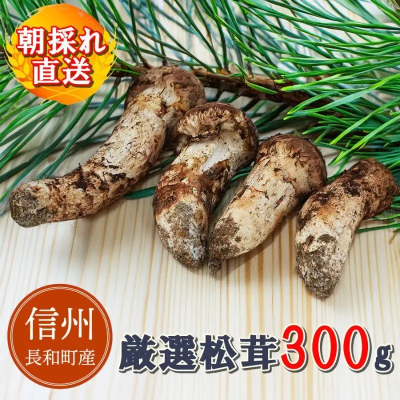 令和8年産 天然松茸 マツタケ 300g 朝採れ直送 信州長和町産 自生 産地直送 冷蔵便