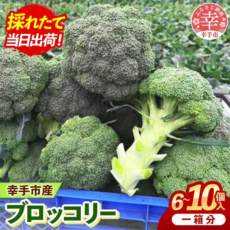 【きあり農園】2026年度 幸手市産 ブロッコリー 1箱 - 朝採れ 旬野菜 産地直送 野菜 ベジタブル 美味しい おいしい おつまみ 晩酌 サラダ 温野菜 おすすめ 送料無料 埼玉県 幸手市