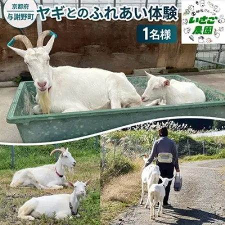 京都府与謝野町で ヤギとのふれあい体験 1名様用【1770033】