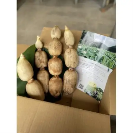 里山れんこん 2kg【配送不可地域：離島】【1771819】