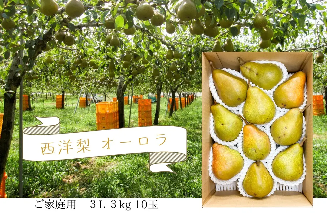 西洋梨（オーロラ）３ｋｇ　１０玉　３Ｌ　ご家庭用　0062-2603