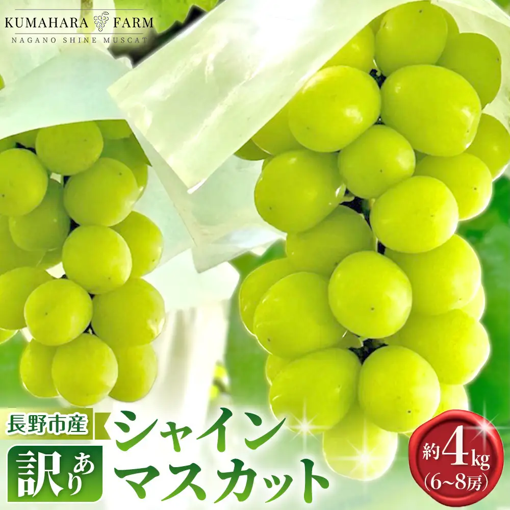 熊原果樹園　【訳あり】長野市シャインマスカット　約4kg（6～8房） | シャインマスカット ぶどう 葡萄 フルーツ 果物 大粒 秀品 長野市産  松代 人気 おすすめ デザート 送料無料 長野県 長野市 信州 信濃 ふるさと納税