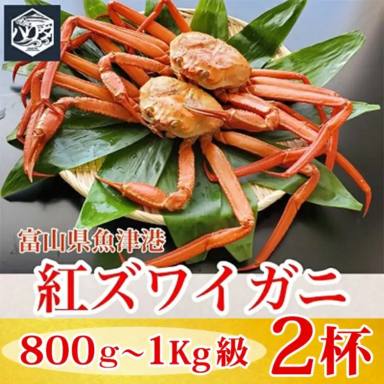 【冷蔵】自社漁船直送！魚卸問屋の紅ズワイガニ 800g～1kg級×2ハイセット ※2026年9月～発送