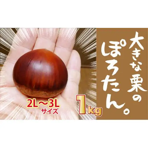 大きな栗のぽろたん　とっても甘い低温熟成栗　