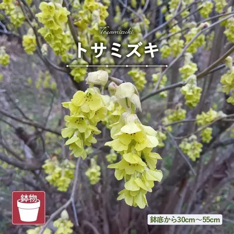 【先行予約】トサミズキ 苗木（鉢物）【2027年4月中旬以降順次発送】【とさみずき 花 フラワー】 [m47-a028]
