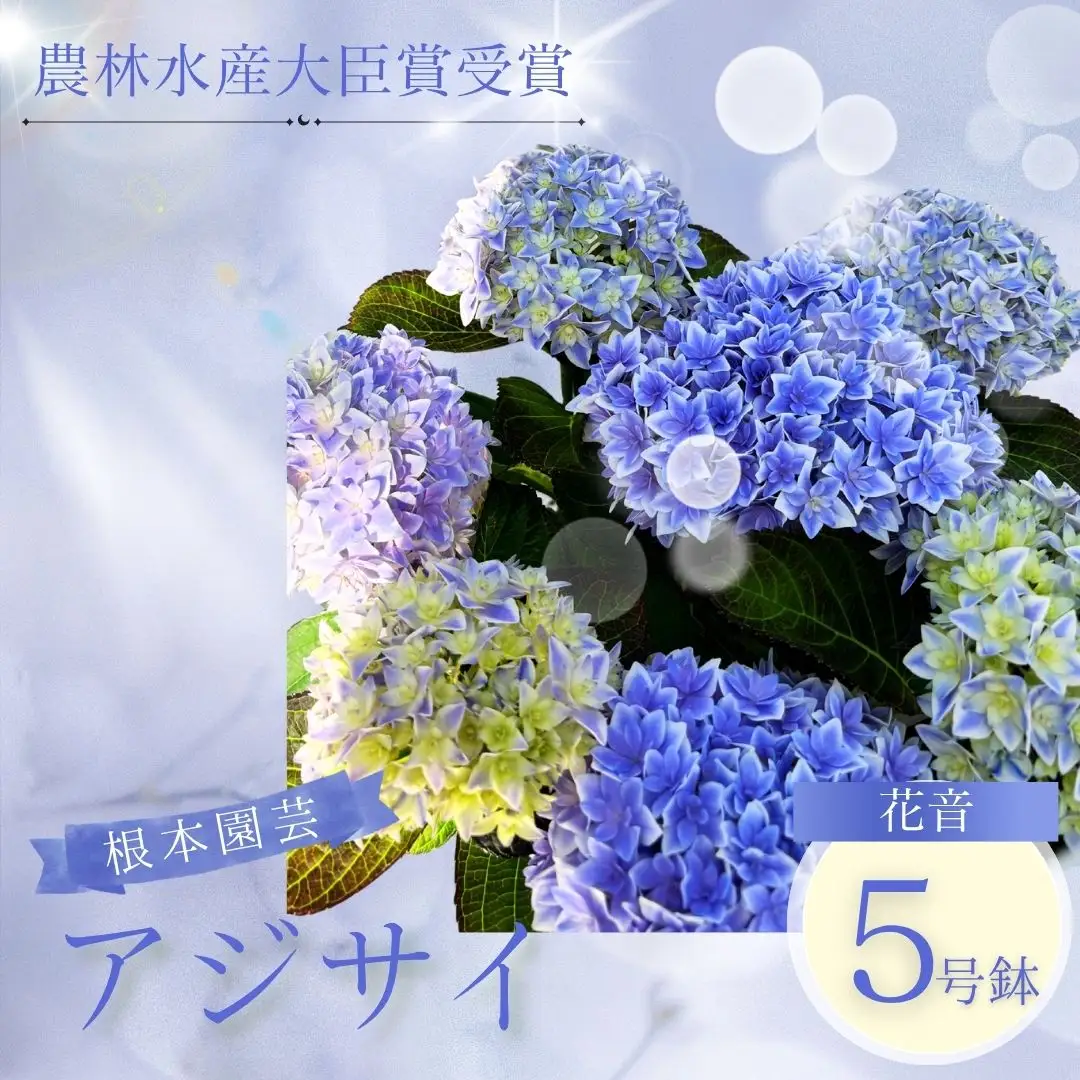 先行予約 アジサイ 花音-KANON 5号鉢 | あじさい 紫陽花 ブルー 花ギフト 鉢植え 根本園芸