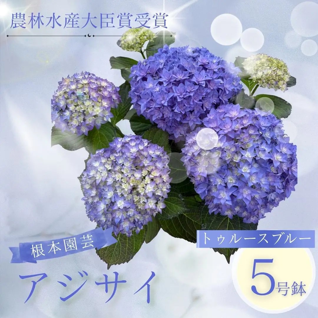 先行予約 アジサイ トゥルースブルー 5号鉢 | あじさい 紫陽花 ブルー 花ギフト 鉢植え 根本園芸