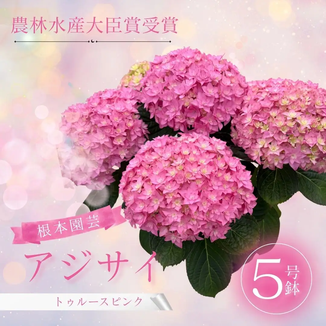 先行予約 アジサイ トゥルースピンク 5号鉢 | あじさい 紫陽花 ピンク 花ギフト 鉢植え 根本園芸