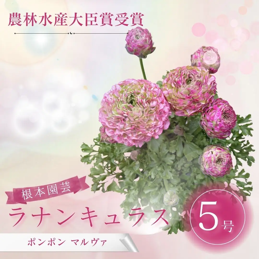 先行予約 ラナンキュラス ポンポン マルヴァ 5号鉢 | 赤 ピンク 花ギフト 鉢植え 根本園芸