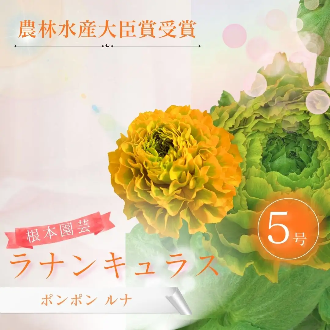 先行予約 ラナンキュラス ポンポン ルナ 5号鉢 | 黄色 イエロー 花ギフト 鉢植え 根本園芸