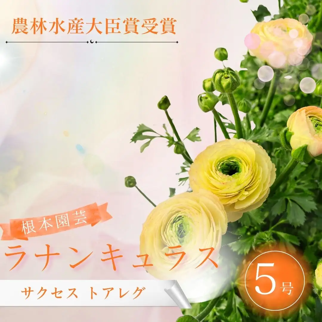 先行予約 ラナンキュラス サクセス トアレグ 5号鉢 | 黄色 イエロー 花ギフト 鉢植え 根本園芸