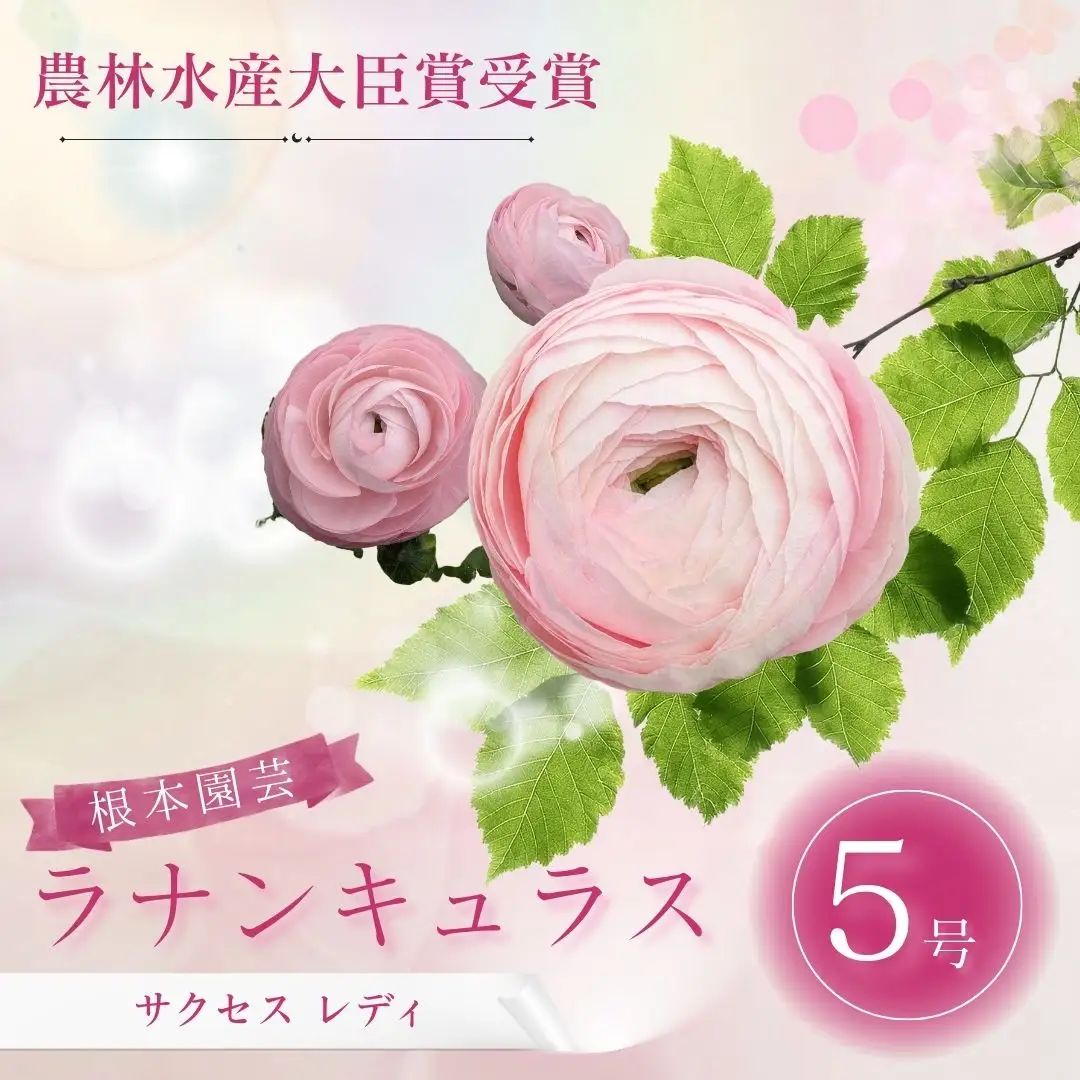 先行予約 ラナンキュラス サクセス レディ 5号鉢 | ピンク 桃色 花ギフト 鉢植え 根本園芸