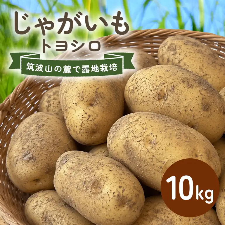 じゃがいも (トヨシロ) 10kg 産地直送 茨城県 石岡市 B03-021