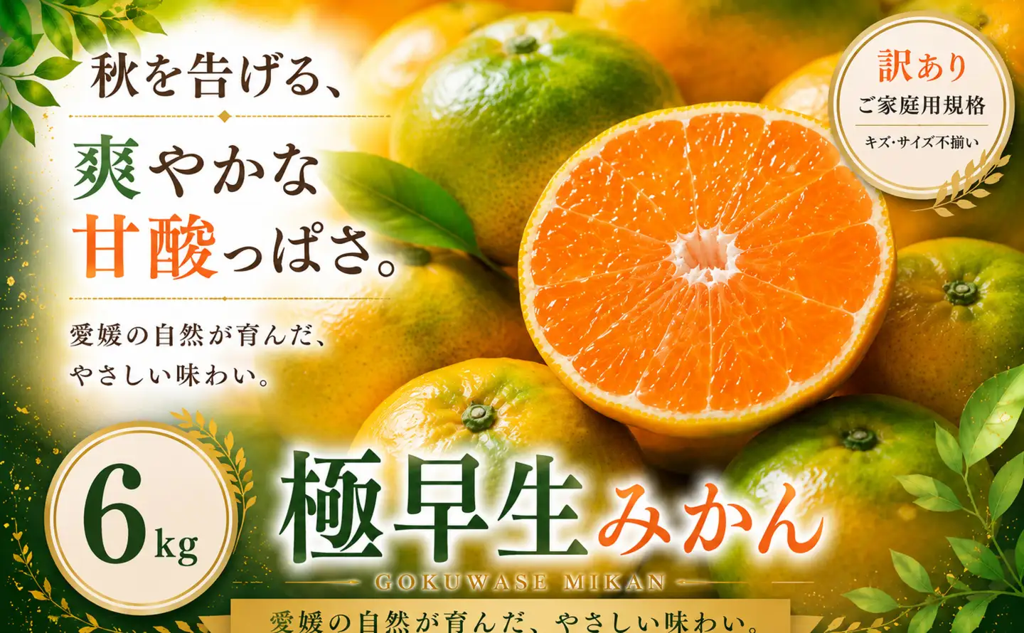 訳あり 愛媛県産極早生みかん 合計約6kg＞『2026年9月下旬～11月上旬迄