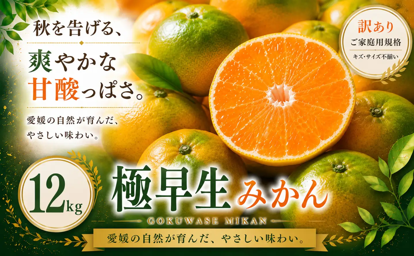 ＜訳あり 愛媛県産極早生みかん 合計約12kg＞『2026年9月下旬～11月上旬迄に順次出荷予定』ごくわせ ミカン 蜜柑 食感 甘い ご家庭用 果汁 果物 くだもの フルーツ オレンジ 柑橘 人気柑橘 特産品 株式会社OSN 愛媛県 西予市 【常温】OOS0064