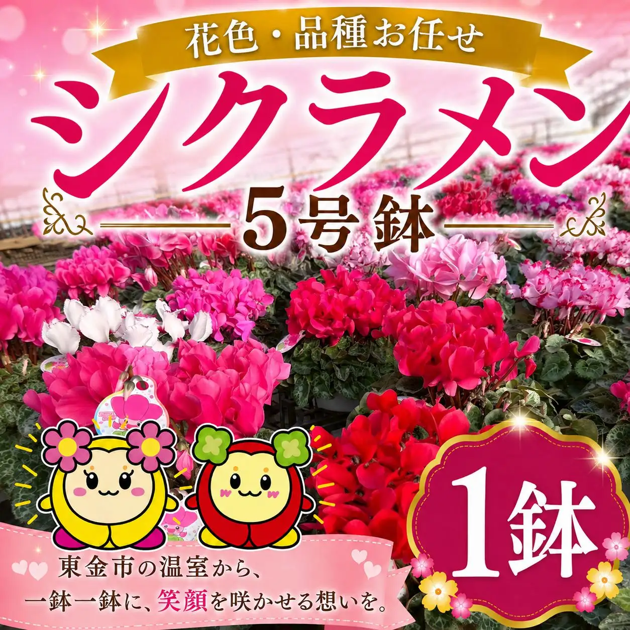 【期間限定】シクラメン 色 おまかせセット 5号×1鉢 | シクラメン