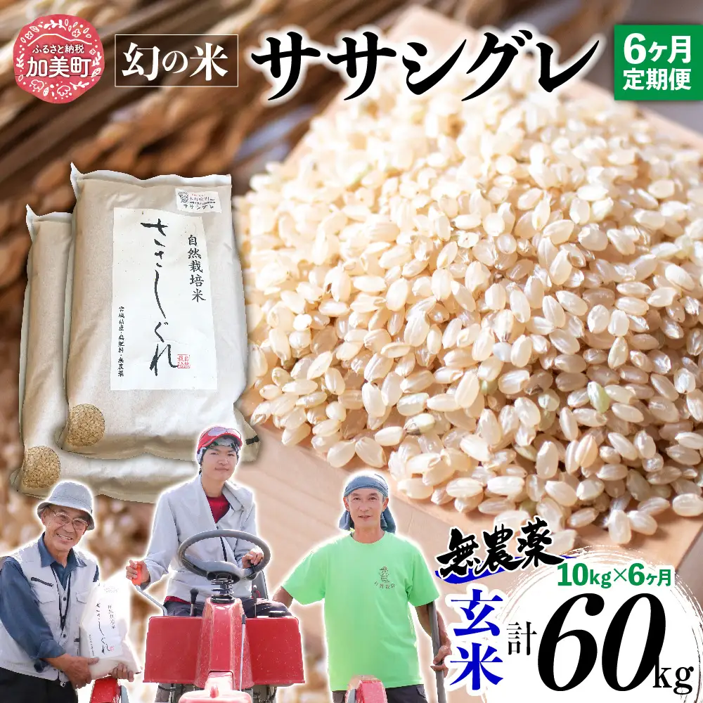 【新米予約】《 希少品種米 》 米 令和8年 宮城県産 ササシグレ ( 栽培期間中農薬・肥料不使用 ) 【 6回 定期便 】 玄米 10kg × 6ヶ月 （ 合計 60kg ） | nt-ss10-gn-t6-r8