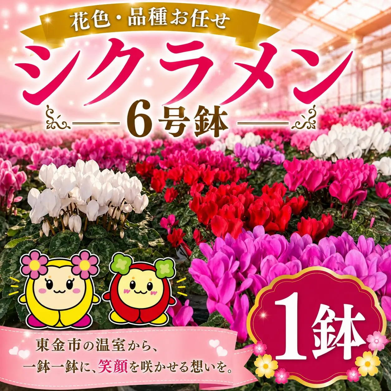 【期間限定】シクラメン 色 おまかせセット 6号×1鉢 | シクラメン