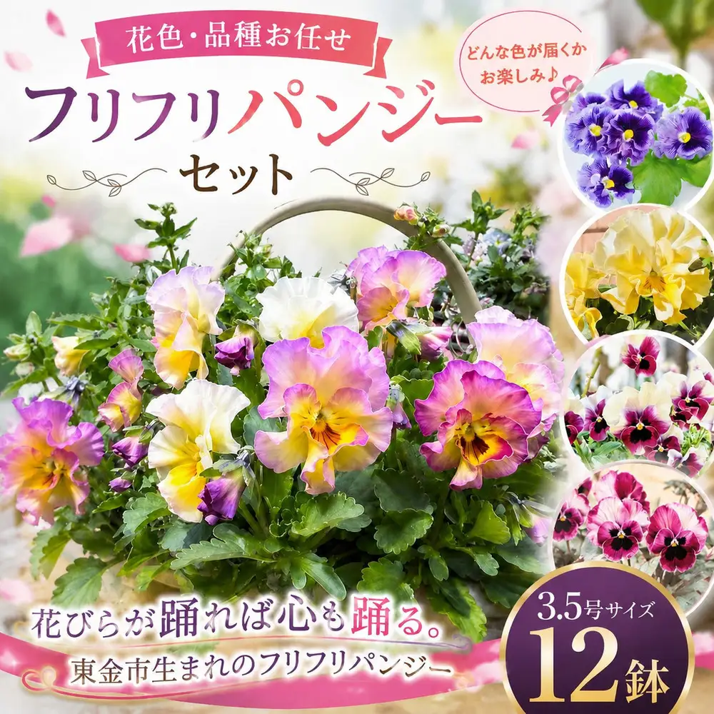 鉢 【フリフリパンジー】花色 品種おまかせ 鉢 3.5号 ? 12鉢