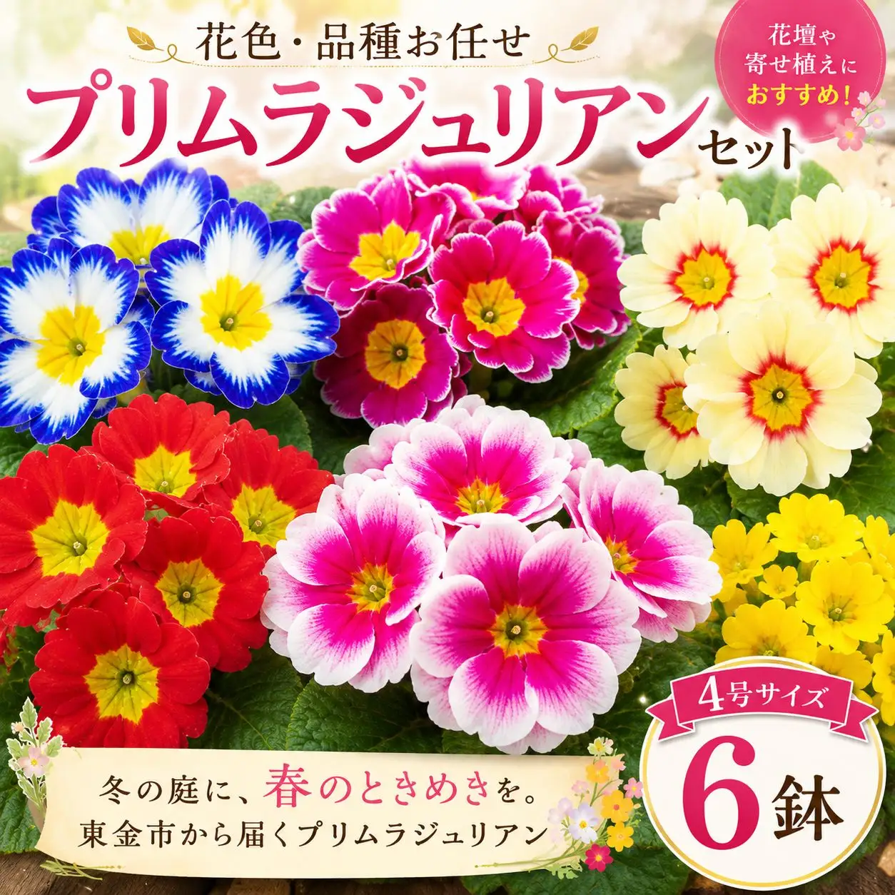 鉢 【プリムラジュリアン】花色 品種おまかせ 鉢 4号 ? 6鉢