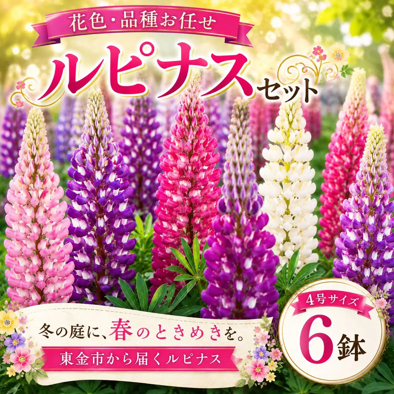 鉢 【ルピナス】花色 品種おまかせ 鉢 4号 ? 6鉢