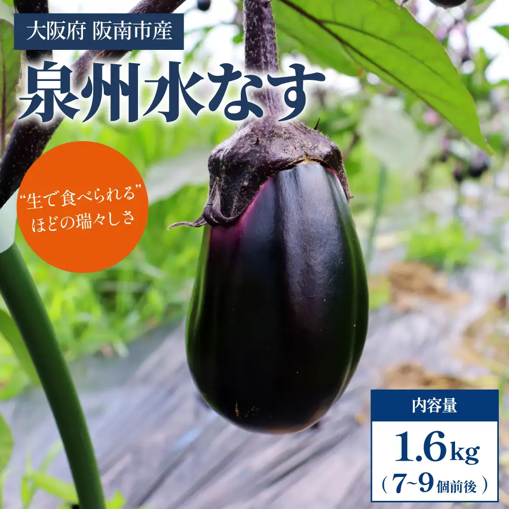【産地直送】みずみずしい旬の味！朝採れ 泉州水なす 7～9本