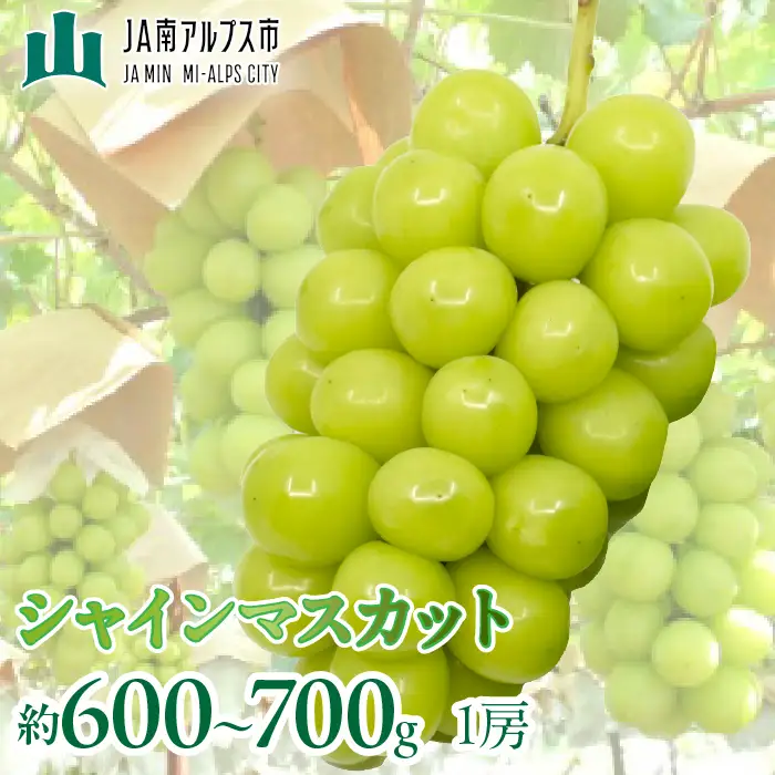 【2027年(令和9年)発送先行予約】来年発送！！シャインマスカット1房 (約600～700g)  ALPAA058