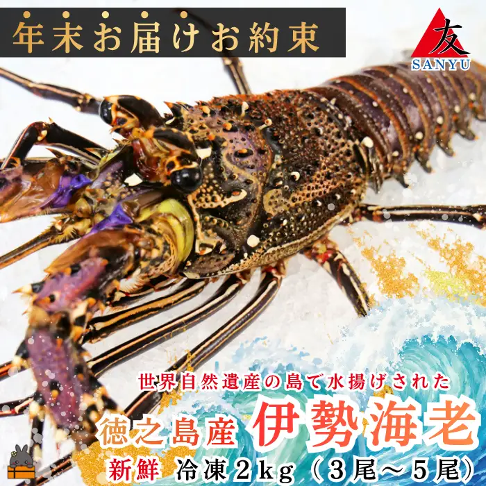 《年末お届けお約束》新鮮なまますぐ冷凍!!徳之島産冷凍伊勢海老2kg（3尾～5尾） （ 伊勢えび イセエビ 伊勢えび 伊勢エビ えび エビ 海老 海産物 サンユウ ）